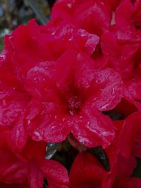 Close-up of wet red flower