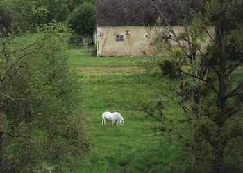 Sheep grazing in a field
