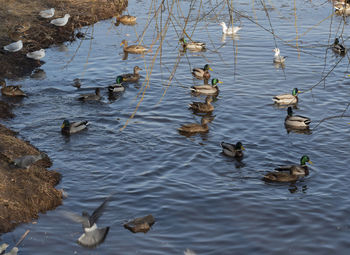 Ducks swimming in lake