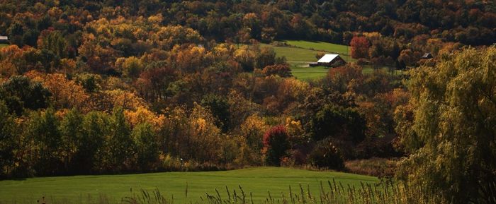 Scenic view of grassy field