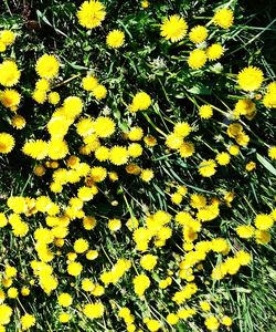 High angle view of yellow flowering plant