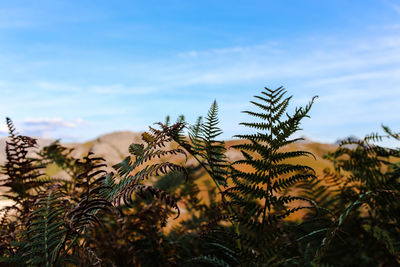 Close-up of plants against sky, mountain view