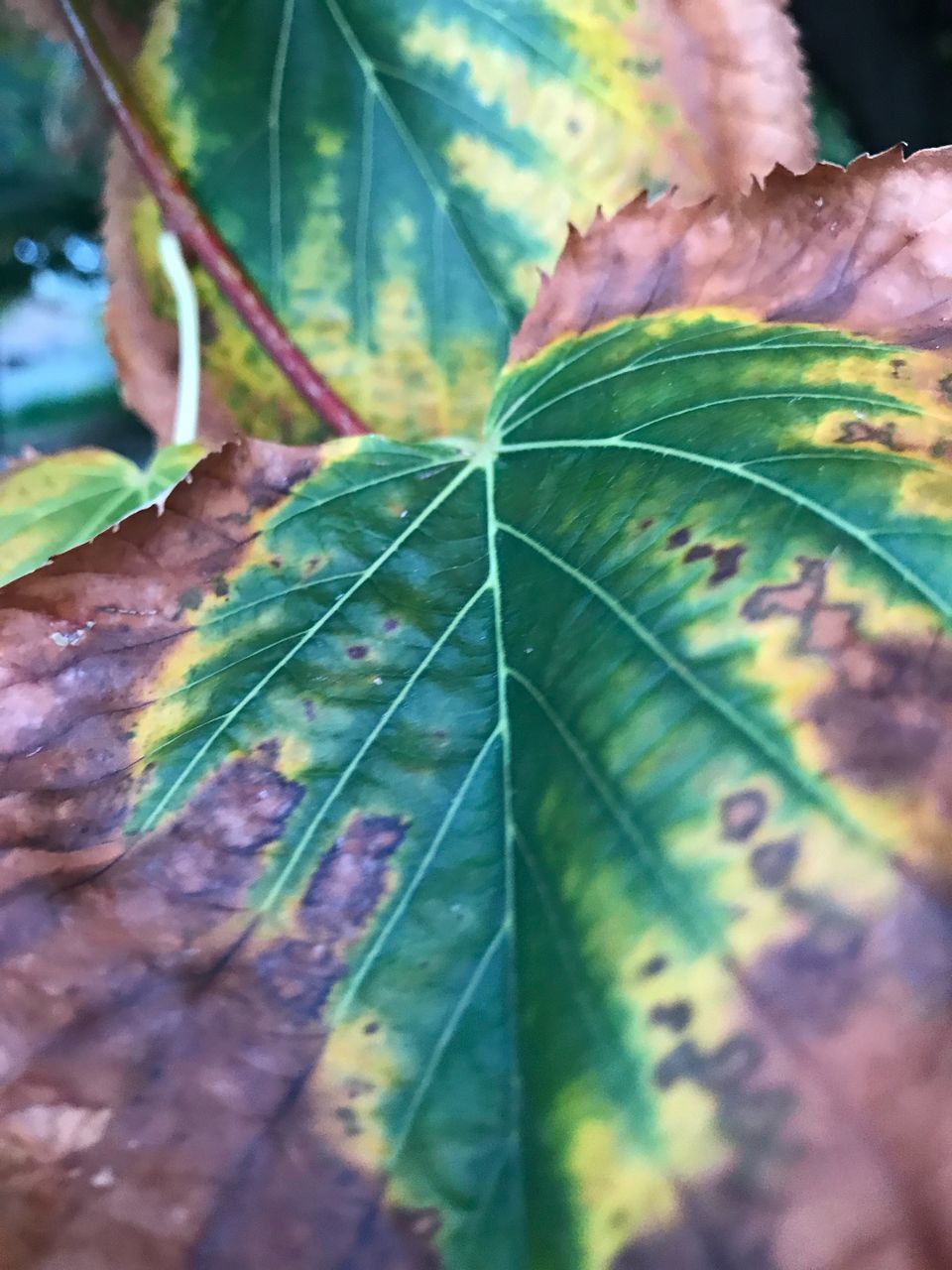 CLOSE-UP OF GREEN LEAF