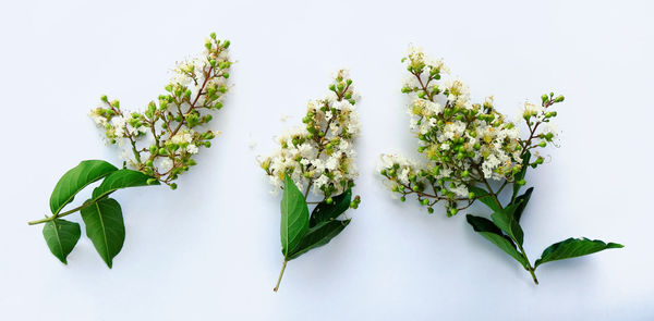 Close-up of white flowering plant