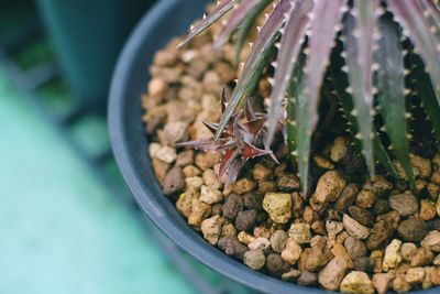 High angle view of insect on potted plant