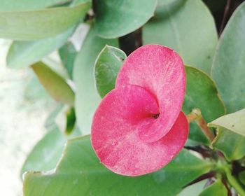 Close-up of pink flowers