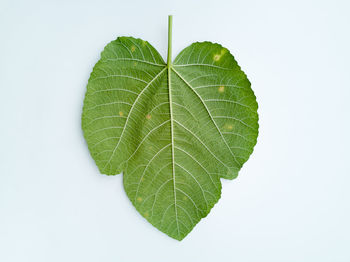 Close-up of green leaves