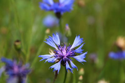 Close-up of purple flowering plant