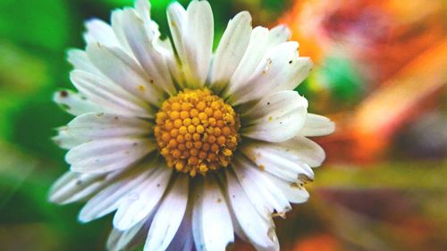 Close-up of white flowering plant