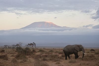 Elephant in a field