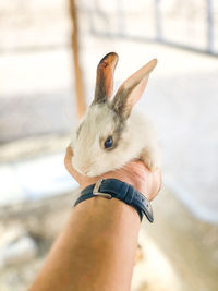 Cropped hand of woman holding rabbit