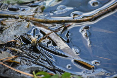 High angle view of fish in lake