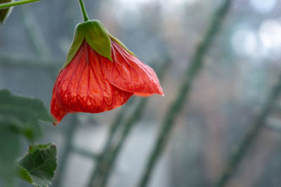 Close-up of red rose flower