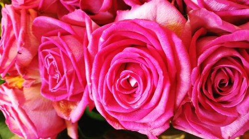 Close-up of pink rose