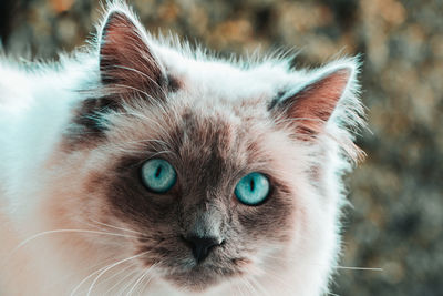 Close-up portrait of a cat