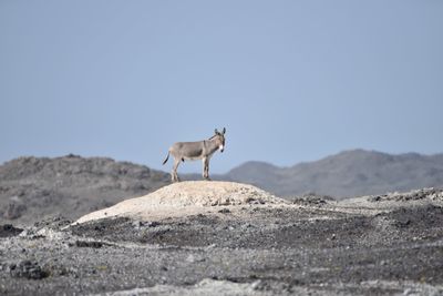 Side view a donkey on barren landscape