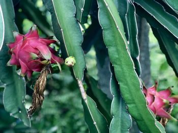 Close-up of pink flowering plant