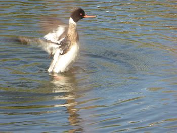 Duck swimming in lake