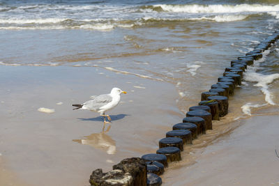 Many seagulls on the beach of the baltic sea looking for food