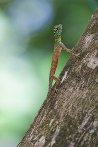 Close-up of lizard on tree trunk