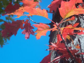 Low angle view of maple leaves