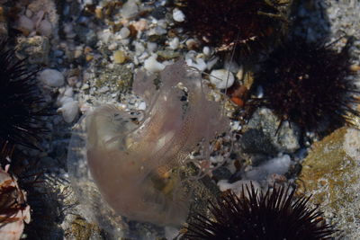 Fish swimming in sea