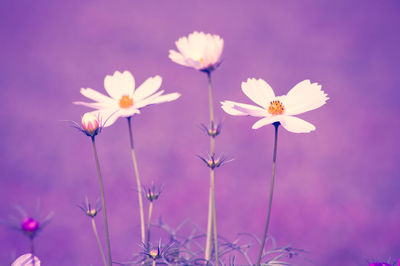 Close-up of purple flowering plants against sky