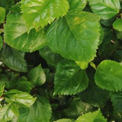 Full frame shot of green leaves