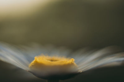 Close-up of yellow flowering plant