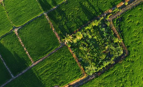 Full frame shot of farm