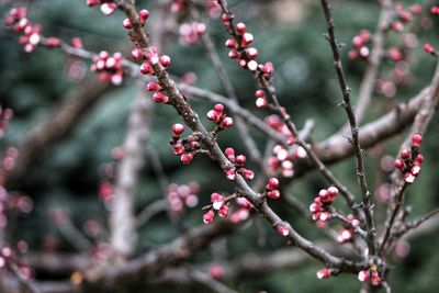 Close-up of berries growing on tree