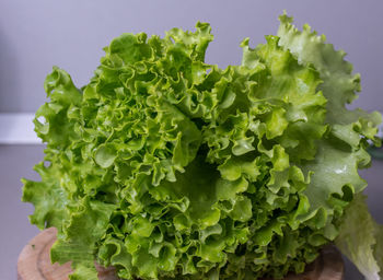 Close-up of lettuce on table