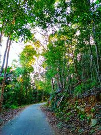 Dirt road amidst trees in forest