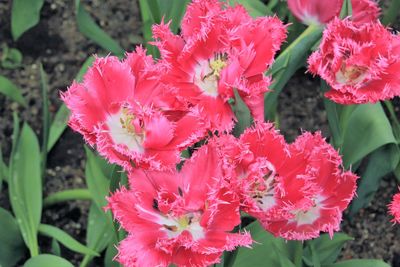 Close-up of pink flower