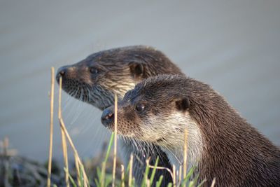 Close-up of two sea otters