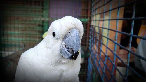 Close-up of a bird in cage