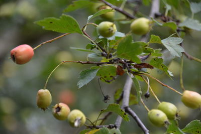 Close-up of berries growing on tree