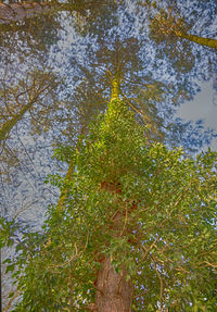 Full frame shot of tree with reflection in water