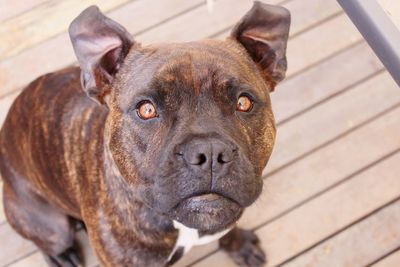 Close-up portrait of dog