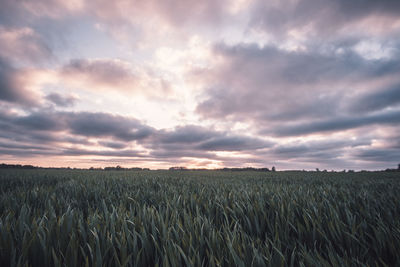 Scenic view of agricultural field against sky during sunset