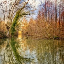 Reflection of trees in lake