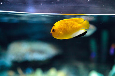 Close-up of yellow fish swimming in aquarium