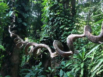 Low angle view of snake on tree in forest