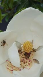 Close-up of white flowers