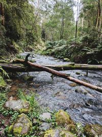 River amidst trees in forest
