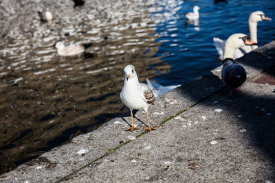 High angle view of seagulls perching on lake