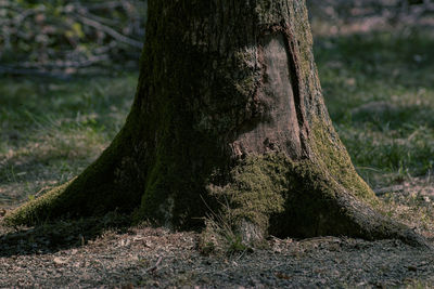 Close-up of tree trunk