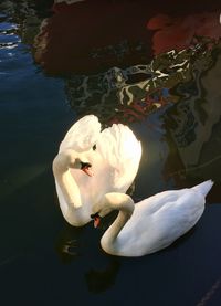 High angle view of swans in lake