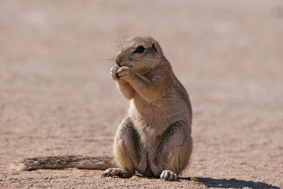 Wildlife in namibia