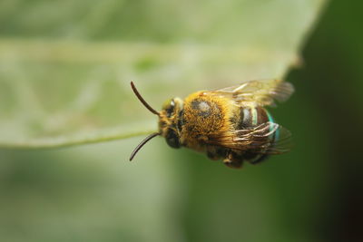 Close-up of bee pollinating